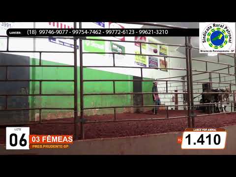 LEIILÃO DE GADO GERAL - MIRANTE DO PARANAPANEMA SP