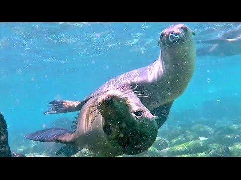 Young sea lions surround delighted swimmers for playtime