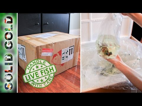 EPIC Dandy Orandas Live Goldfish Unboxing