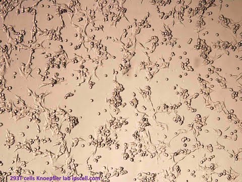 What are HEK 293 cells & their roles in research including on COVID-19?