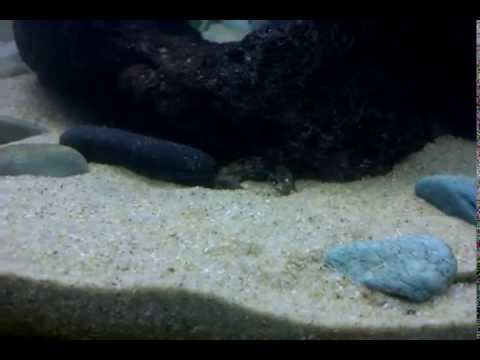 Common Yabby (Cherax destructor) Clears out his hiding spot.