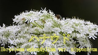 山野草・春編＃177　ハナウド（花独活）