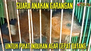 Download lagu Suara anak garangan memanggil induknya mp3