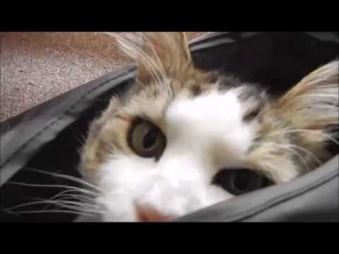 Hide and Seek with Billie Bo!