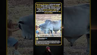 Download lagu MENCOBA MEMINDAHKAN BANTENG SEBERAT DUA TON mp3 Download lagu MENCOBA MEMINDAHKAN BANTENG SEBERAT DUA TON mp3