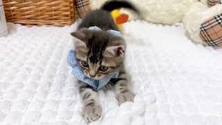 アメリカンショートヘアの動画02