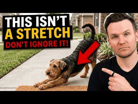 If Your Dog Stretches When They See You… This Is What It Really Means