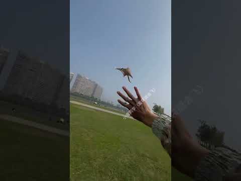 Votre animal de compagnie peut-il voler ? Ce planeur à sucre le peut !