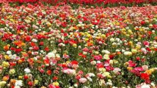Flores Finas Music Video