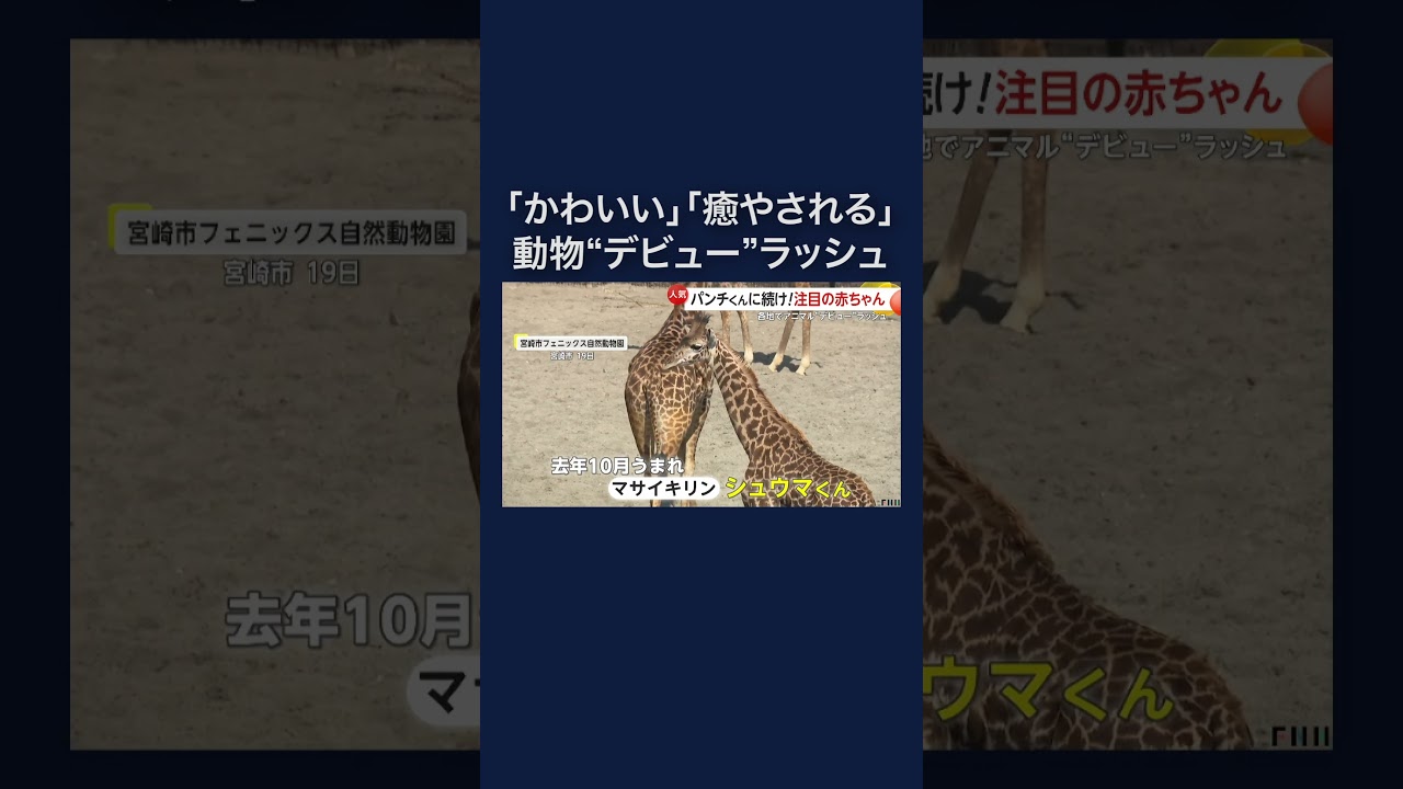 サモエド・ペンギン・キリンも…動物赤ちゃんデビュー相次ぐ #shorts