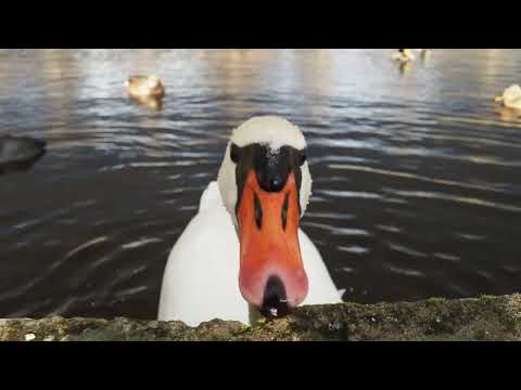 curious swan neugieriger Schwan