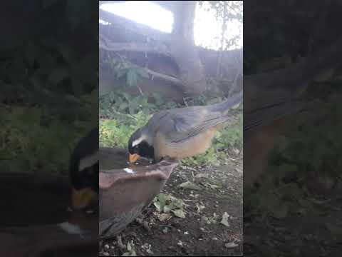 Birdday 043 pepitero de collar 1606 2025