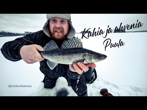 KUHIA JA AHVENIA PILKILLÄ - SNOWDOG KÄYTÖSSÄ - PUULA - KANGASNIEMI - PILKKITELTTA - HOOKED SAIMAA