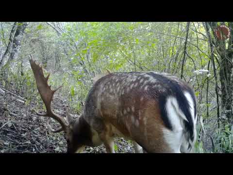 Daino palancone (Dama dama) - Fototrappola
