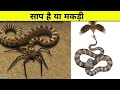 🐍मकड़ी है या साप 🙄 #Animal Planet in hindi | Discovery in hindi | Wildlife animal #shorts