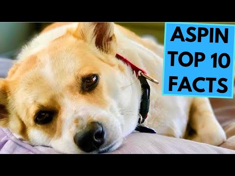 Aspin - Askal - TOP 10 Interesting Facts