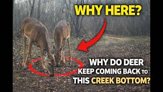 Why Do Deer Keep Coming Back to This Creek Bottom? Trail Cam Tuesday