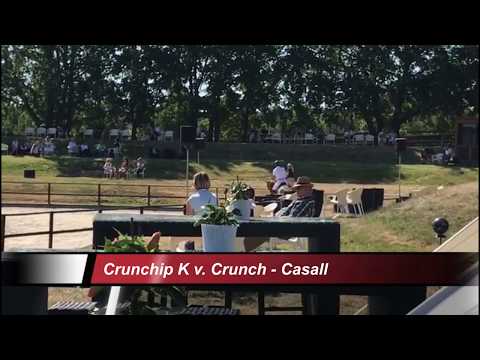 Verbandshengst-Nachkommen | Crunchip K v. Crunch - Casall