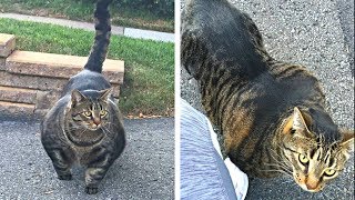 10 САМЫХ ДОРОГИХ ЖИВОТНЫХ В МИРЕ