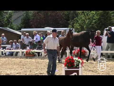 Holsteiner Fohlenchampionat 2014 - Nordfriesland - zweiter Stutenring