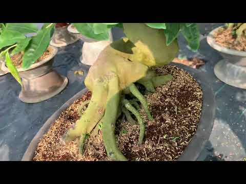 Caring for yellow apricot trees after Tet, fertilizer for apricot trees (February 23) | Thuan yel...