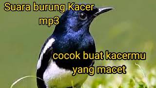 Download lagu Suara burung Kacer gacor||MP3 Kacer lain auto nyaut mp3