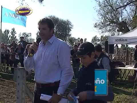 Angus Otoño 2015, Jura Mejor Lote Machos