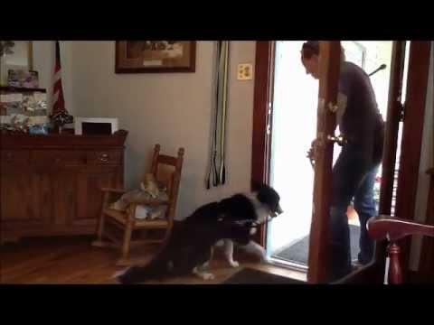 Idgie the Super Dog - Good Manners at the Door