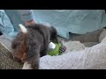 Mini Bernedoodle dogs for sale: Apollo - Video 1