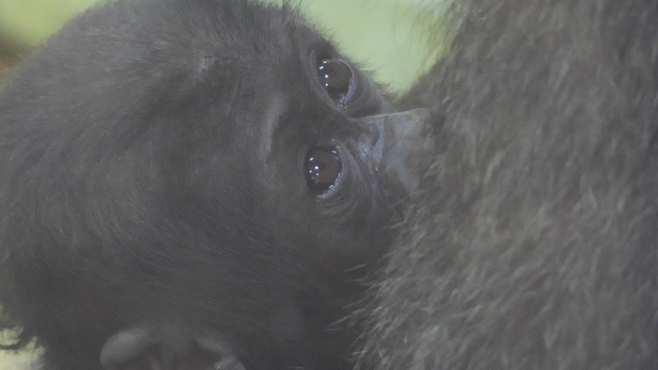 ぱっちりお目々のサンタロウ、幸せのお乳タイム。パパ優先の食事風景も｜京都市動物園｜撮影日2026.3.31｜【きょうのゴリラ】