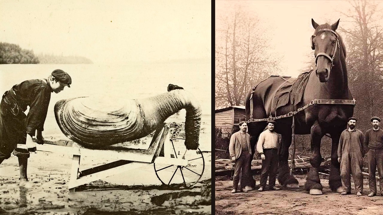 📷▶ Rare And Uncovering Historical Photos You Must See | Historical Photos