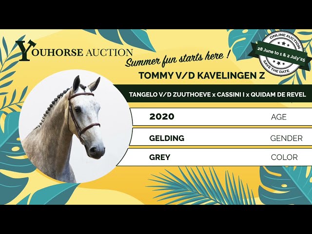 Tommy vd Kavelingen Z showvideo