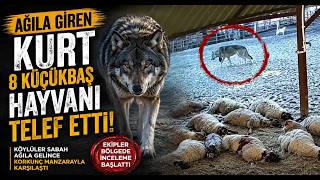 Ağıla Giren Kurt 8 Küçükbaş Hayvanı Telef Etti