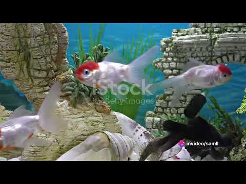 The name of the story is Clever Fish