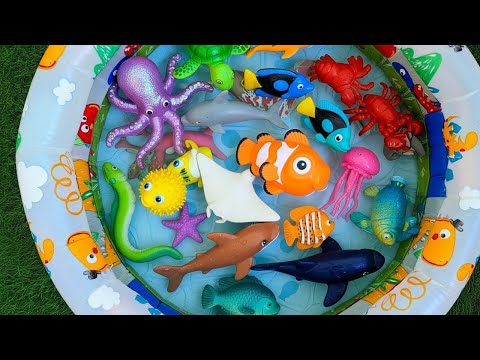 Learn Sea Animal Names and Facts | Best Ocean Name Learning for Toddlers Preschoolers
