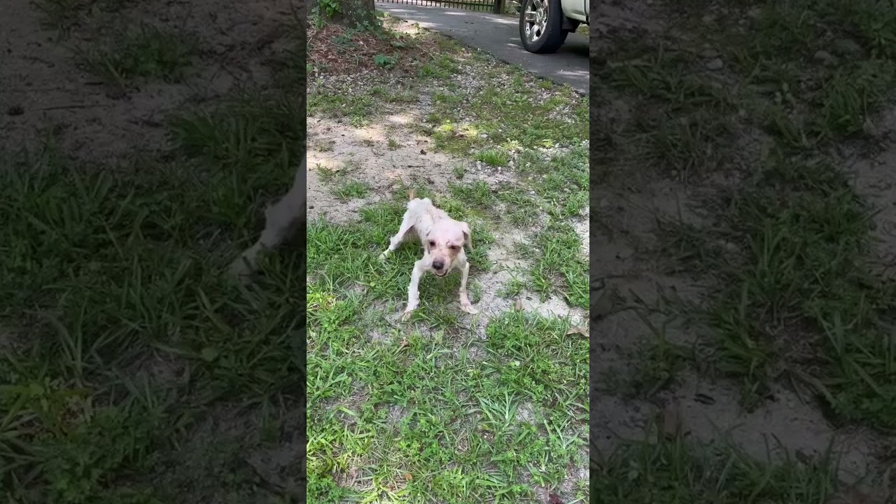Walker video