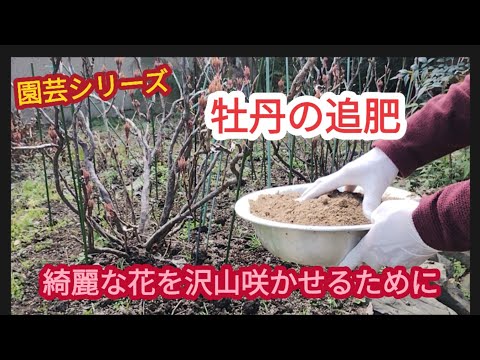 牡丹の肥料：春に適用する最も効果的な天然物は次のとおりです。  庭園