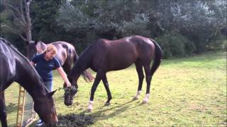 Equines Self Selecting Dried Stinging Nettles (Urtica dioica) with Elizabeth Whiter