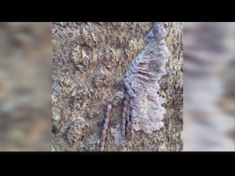 Spotted Lanternfly Eggs: How to destroy them in the fall