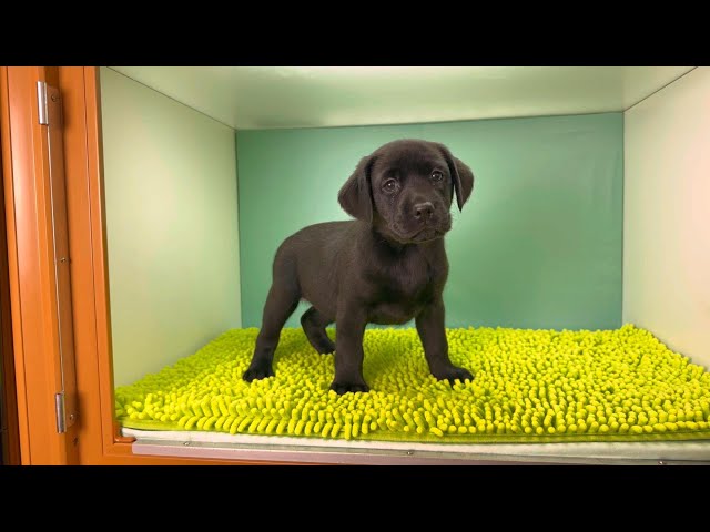(子犬) 犬種:ラブラドール・レトリーバー 女の子 ブリーダー マロニエケンネル MARRONNIER KENNEL k4061の画像