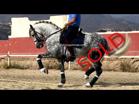 **SOLD** Advanced PRE Stallion 2014 | #MP311