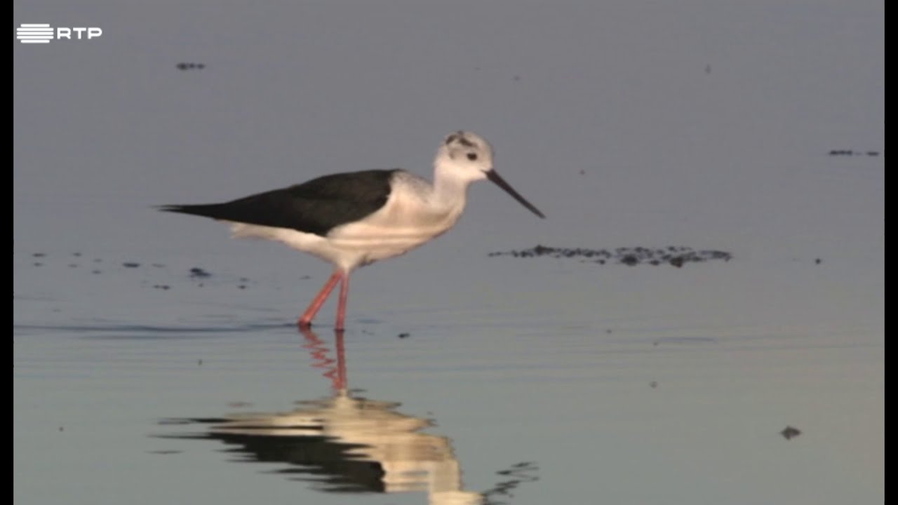 Documentário RTP - Estuário do Tejo
