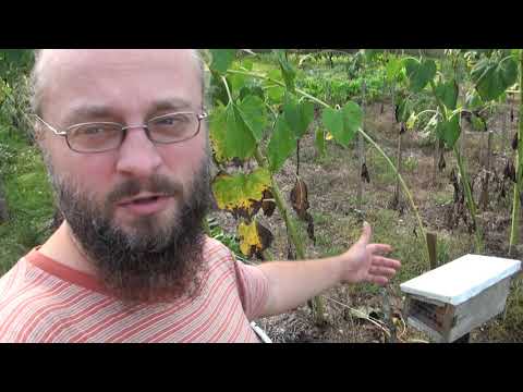 Ogrodowe pierdamony 81 - murarki...podsumowanie pierwszego sezonu