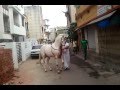Nagpur Dancing Horse Www Bapumahajan In