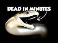 The Worst Snake Bites on Earth Ranked DEFAULT Thumbnail