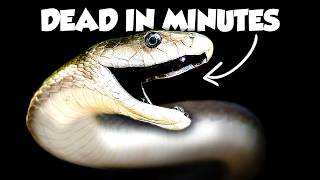 The Worst Snake Bites on Earth Ranked MQDEFAULT Thumbnail