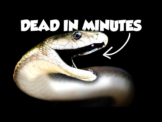 The Worst Snake Bites on Earth Ranked SDDEFAULT Thumbnail