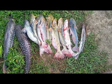 Linda pesca variada río las toscas