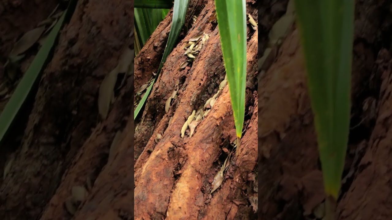 YouTube Short thumbnail