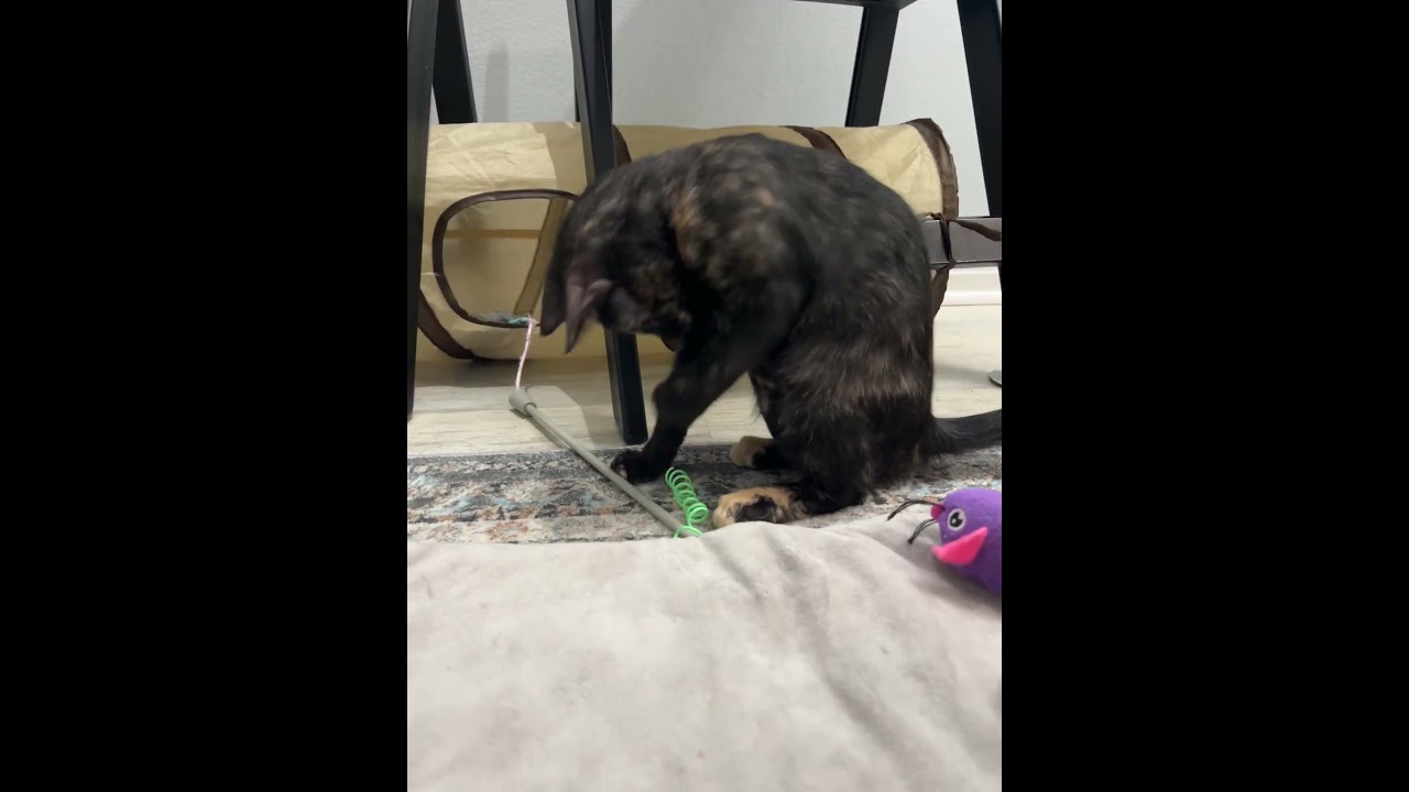 Enlarge Dottie, a ADOPTABLE mixed breed in Elmhurst, IL video 6/6